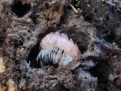 Nearctodesmidae
