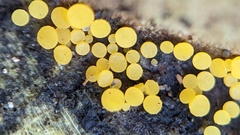 Calycina claroflava