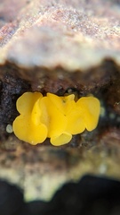 Calycina claroflava