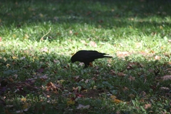 Corvus frugilegus