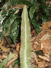 Asplenium scolopendrium americanum