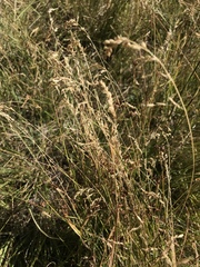 Bromus tectorum