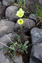 Papaver angustifolium