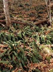 Asplenium scolopendrium americanum