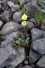 Papaver angustifolium