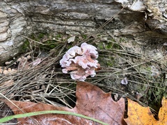 Chondrostereum purpureum