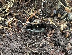 Pterostichus oblongopunctatus