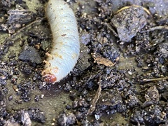 Strategus aloeus