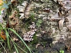 Chondrostereum purpureum