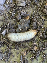 Strategus aloeus