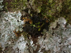 Collema nigrescens