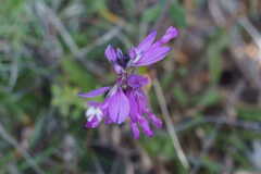Polygala vulgaris