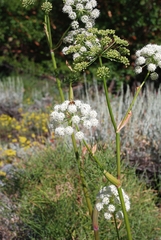 Angelica lineariloba
