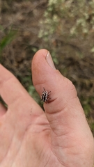 Eudiagogus rosenschoeldi