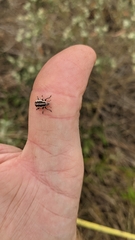 Eudiagogus rosenschoeldi