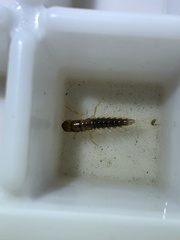 Sialis