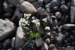 Draba fladnizensis