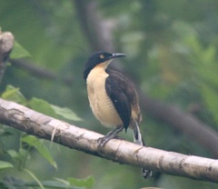 Donacobius atricapilla