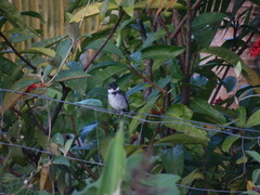 Sporophila americana