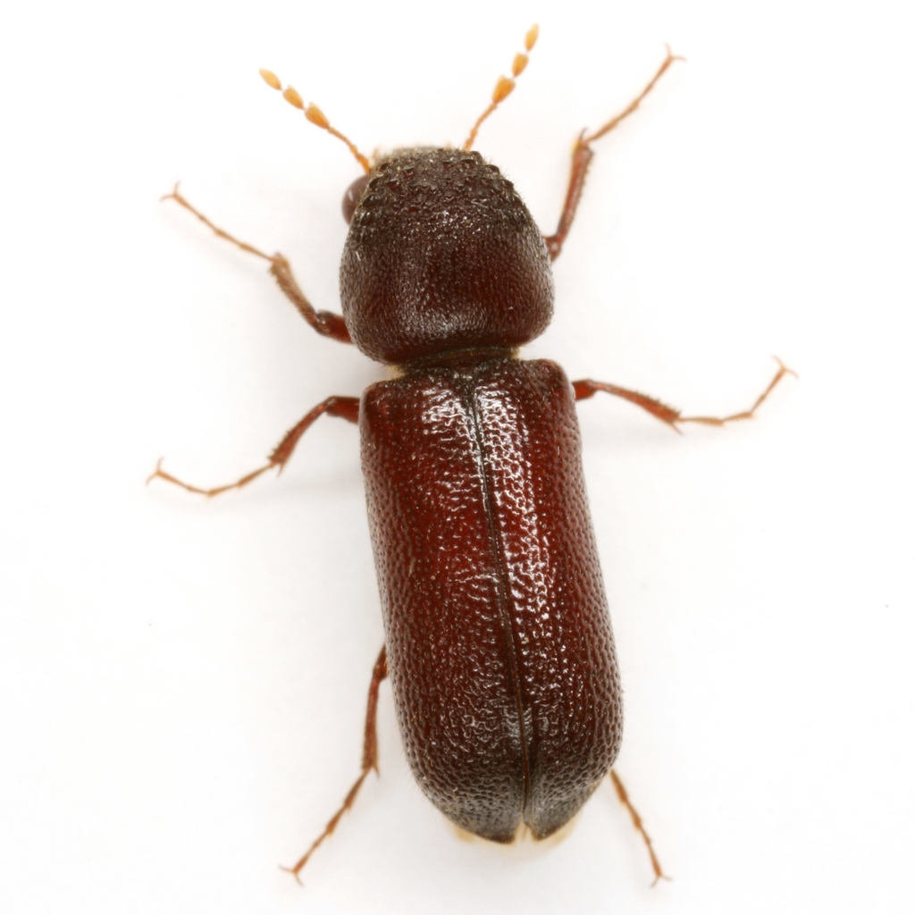 Amphicerus simplex