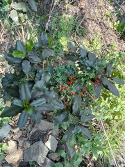 Escallonia pulverulenta