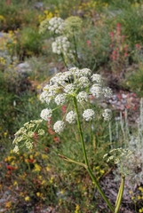 Angelica lineariloba