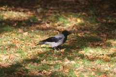 Corvus cornix