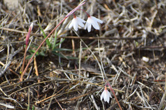 Acis autumnalis