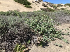 Dudleya cultrata