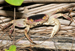 Geograpsus
