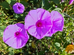 Ipomoea pedicellaris