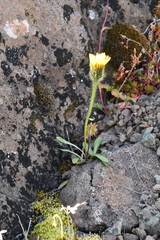 Crepis chrysantha