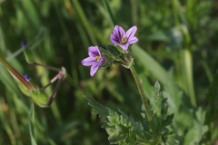 Erodium brachycarpum