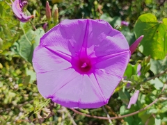 Ipomoea pedicellaris