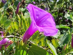 Ipomoea pedicellaris