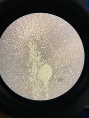 Penicillium