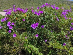 Ipomoea pedicellaris
