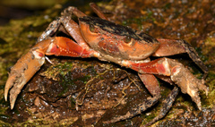 Pseudothelphusidae