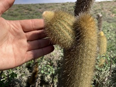 Bergerocactus emoryi