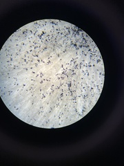 Penicillium