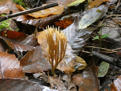 Phaeoclavulina flaccida