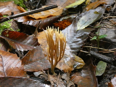 Phaeoclavulina flaccida