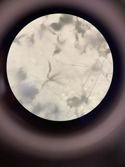 Penicillium