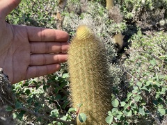 Bergerocactus emoryi