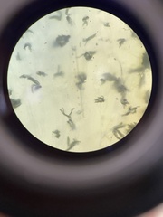 Penicillium