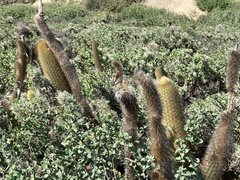 Bergerocactus emoryi