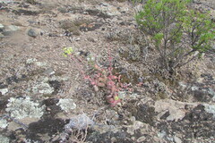 Crassula atropurpurea