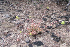Crassula atropurpurea