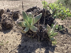 Dudleya cultrata