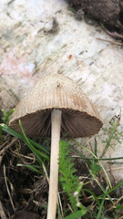 Panaeolus